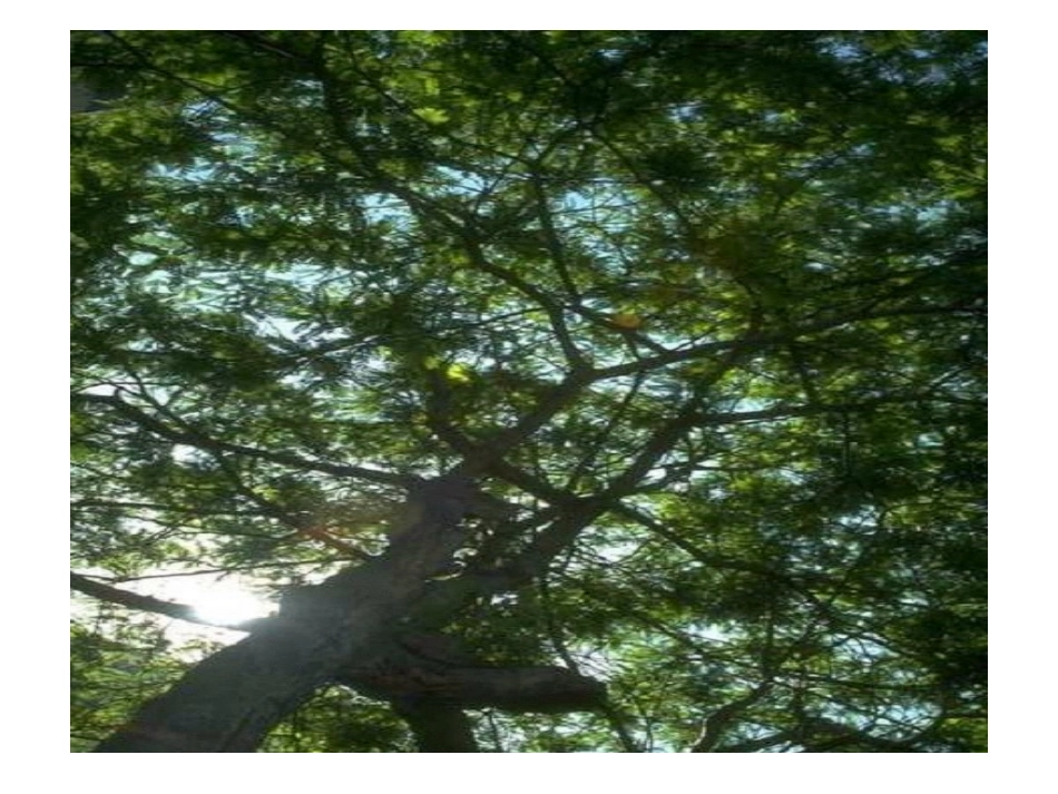 14.彩墨游戏(二)-课件_第2页