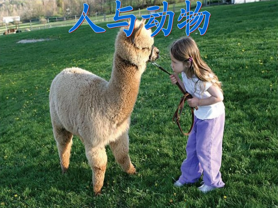 小学语文六年级上册《老人与海鸥》课件_第1页