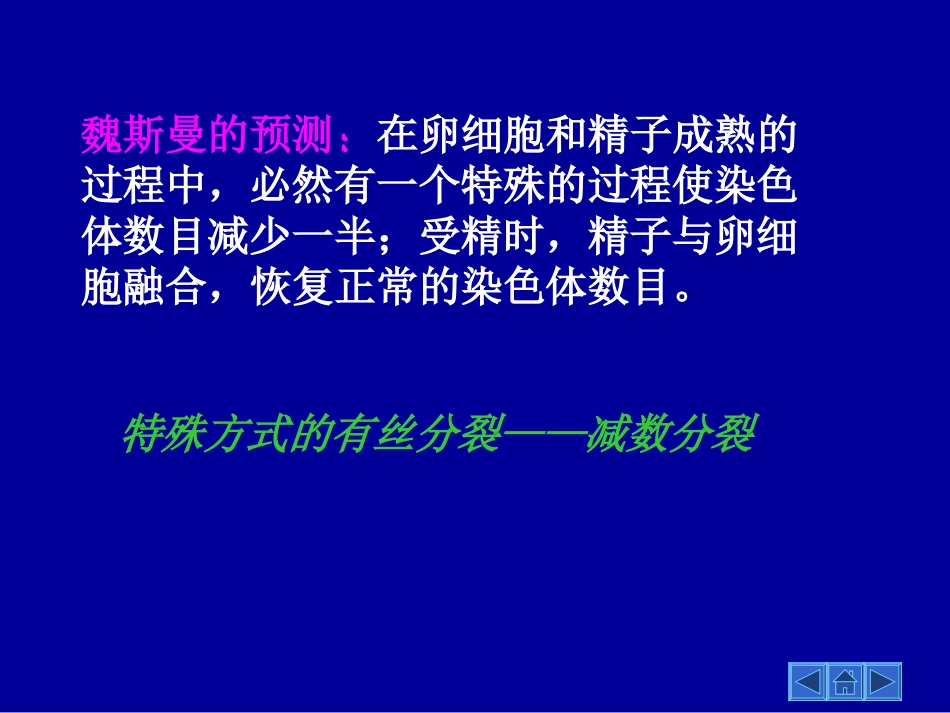 减数分裂和受精作用(精简版)_第3页