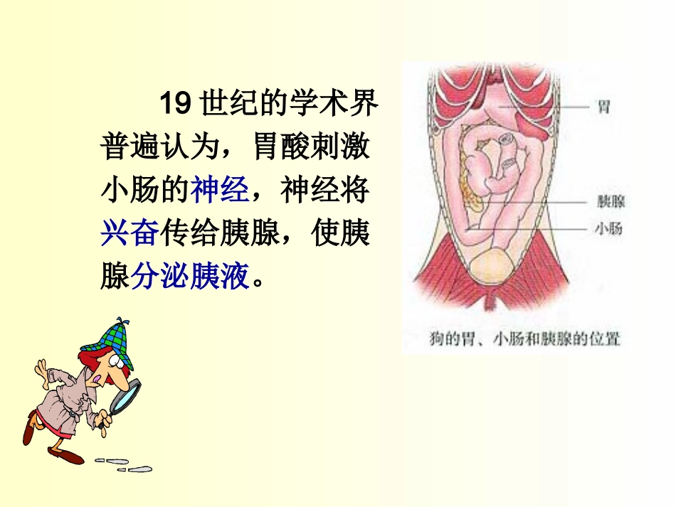 -通过激素的调节上课用_第3页