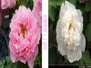 音乐课-雪绒花