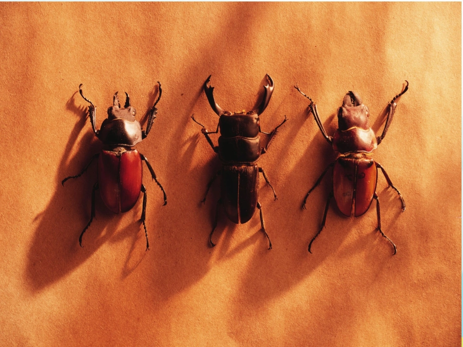 装满昆虫的口袋（一课时）_第2页