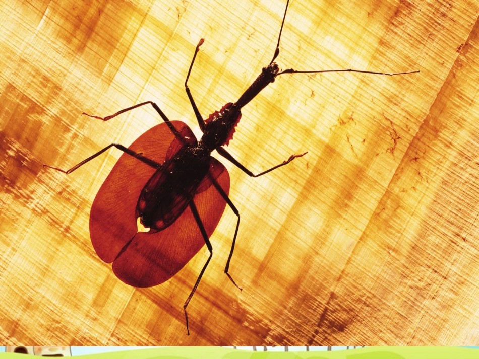 装满昆虫的口袋（一课时）_第3页