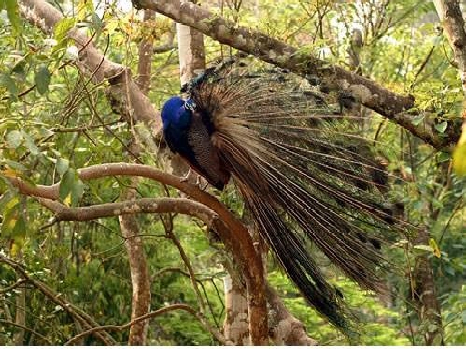 第九课美丽的西双版纳_第2页