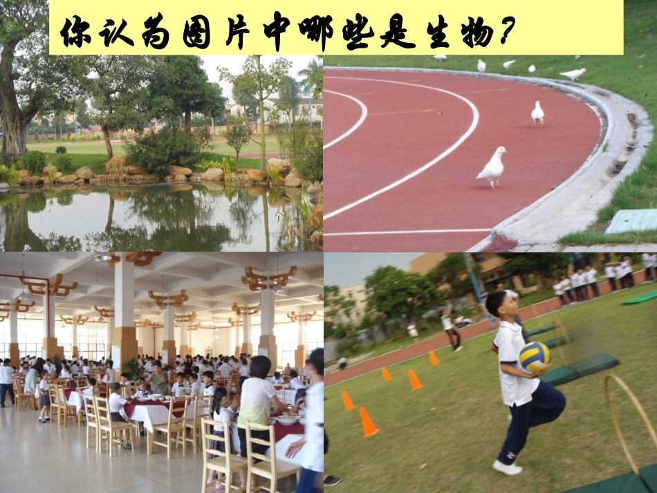 第一章第一节--生物的特征_第2页