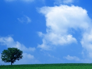 鸽子起飞动画PPT模板2页