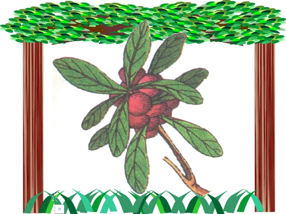 我爱故乡的杨梅_第2页