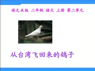 《从台湾飞回来的鸽子》课件