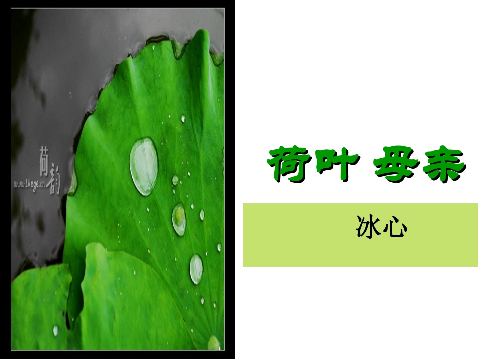 课件2荷叶母亲1_第2页