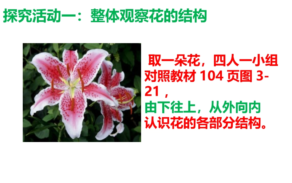 第三节-开花和结果_第3页