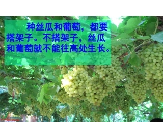 四年级语文上册第二组6.爬山虎的脚第一课时课件