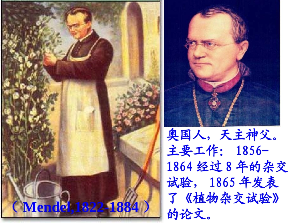 1.1孟德尔的豌豆杂交实验(一)_第3页