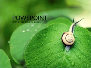 小清新PPT模板(3)