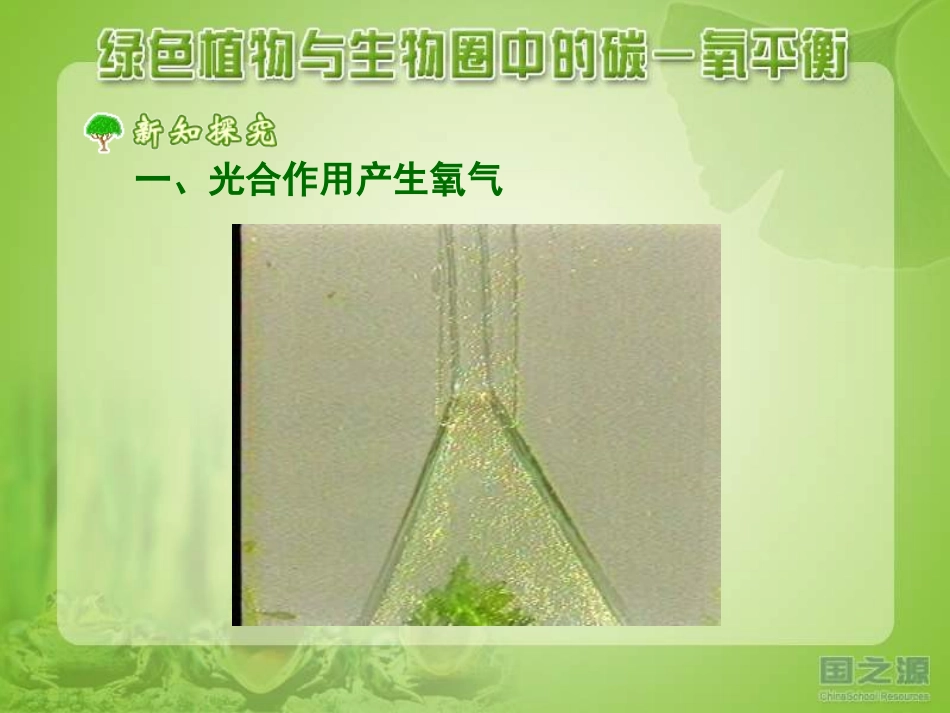 182绿色植物与生物圈中的碳氧平衡3_第3页
