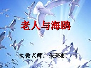 老人与海鸥01