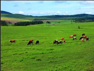 人教2011版小学数学三年级搭配(二)