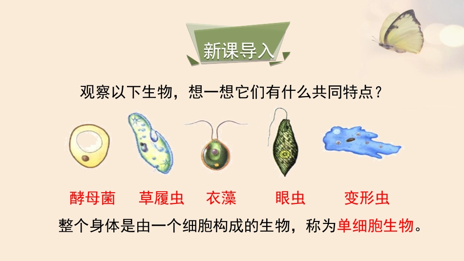 第一节单细胞生物-(2)_第3页