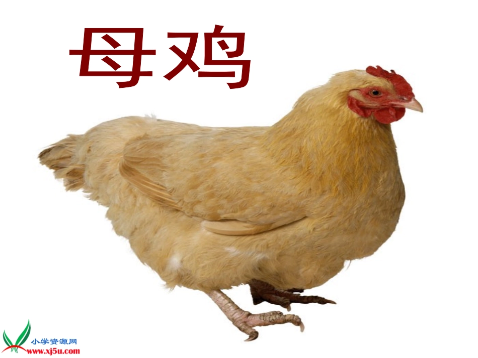 (人教新课标)四年级语文上册课件母鸡3_第2页