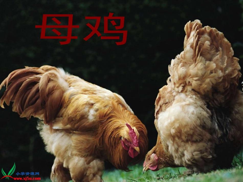 (人教新课标)四年级语文上册课件母鸡3_第3页