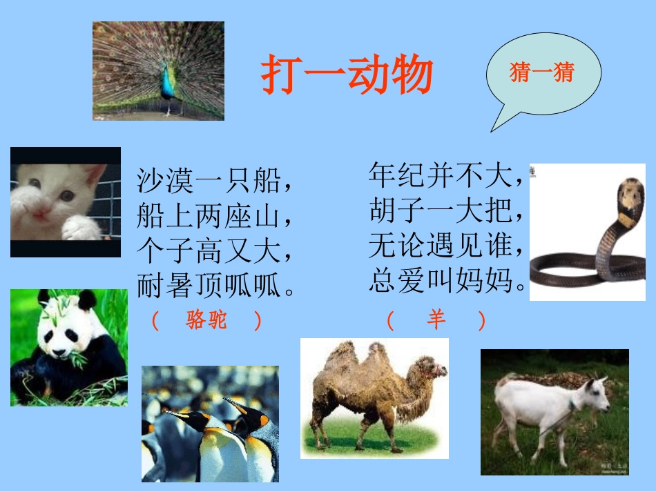 骆驼和羊课件杨文龙_第2页