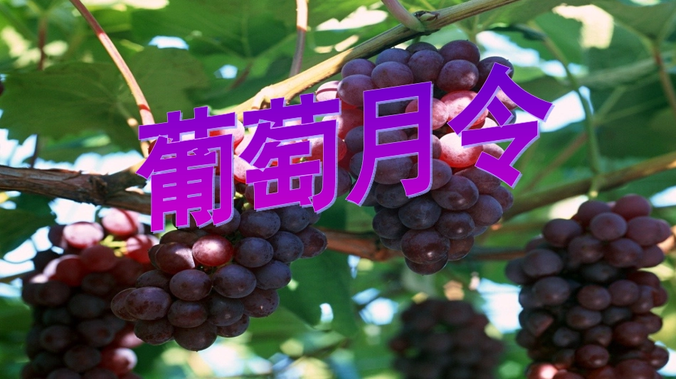 20葡萄月令_第1页
