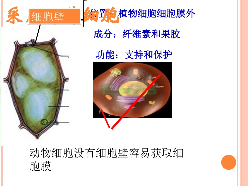 细胞的生物膜系统_第3页