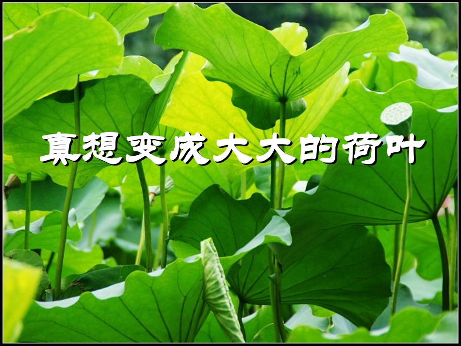 22真想变成大大的荷叶_第1页