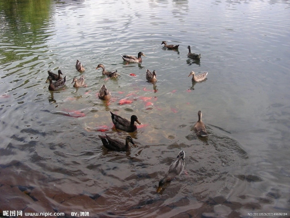 10小池塘大世界_第3页
