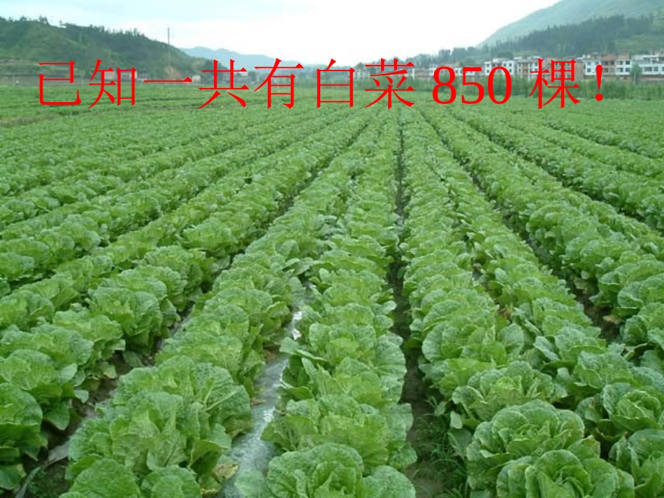 小学数学北师大2011课标版三年级运白菜课件-(5)_第3页