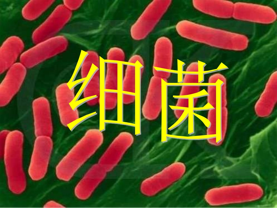 八年级生物细菌_第1页