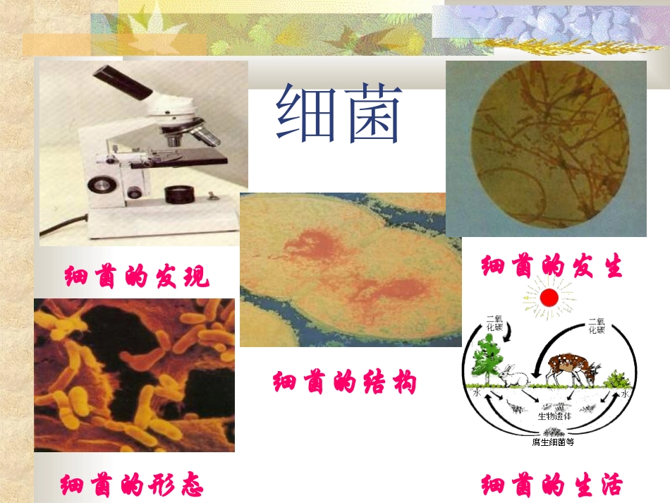 八年级生物细菌_第2页