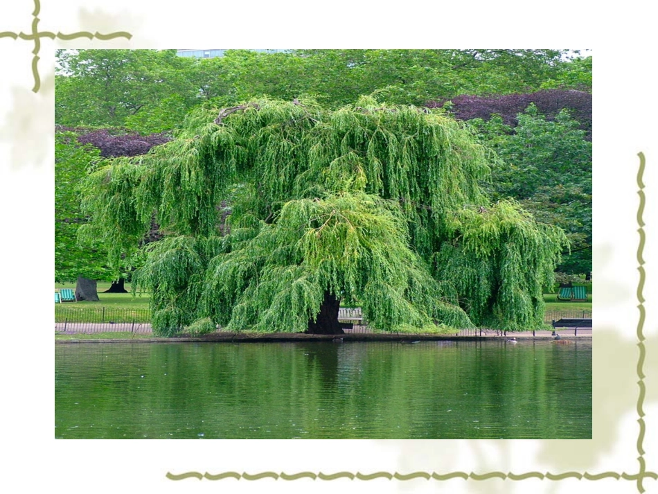 《柳叶儿》课件4_第2页