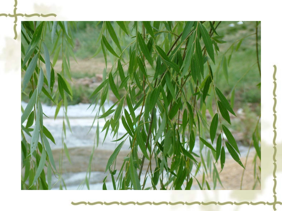 《柳叶儿》课件4_第3页