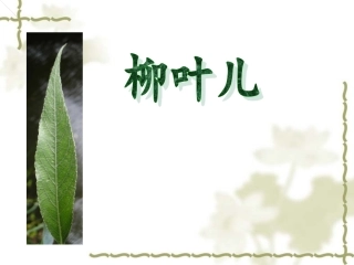 《柳叶儿》课件4