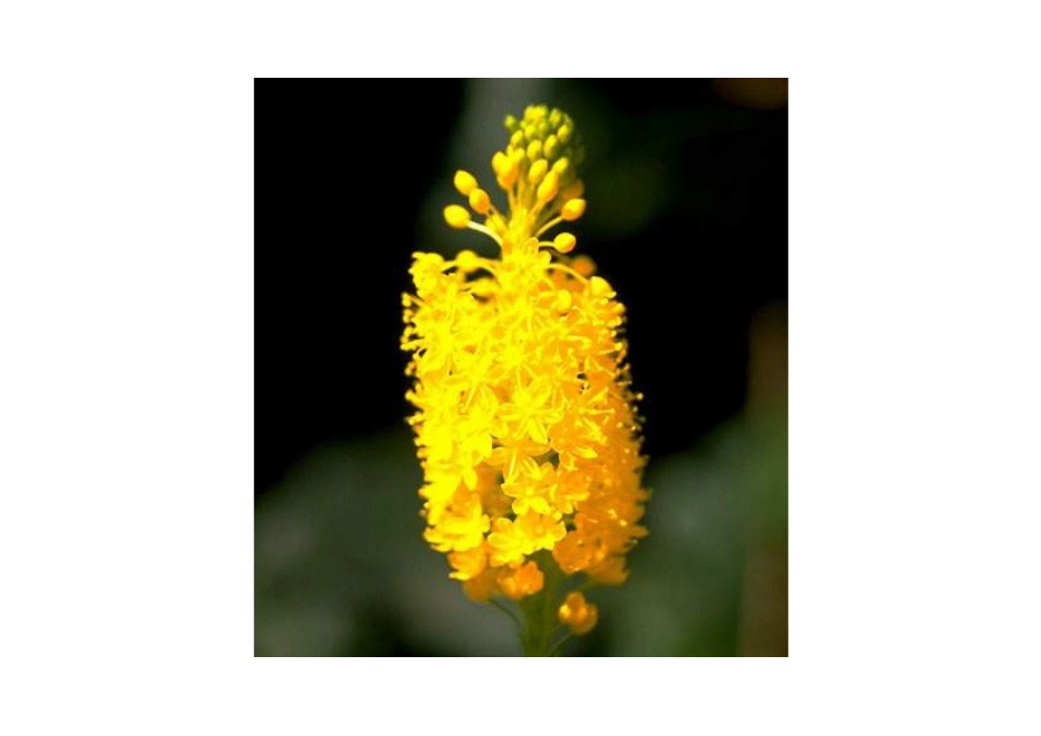 想象的鲜花-参考图片_第2页