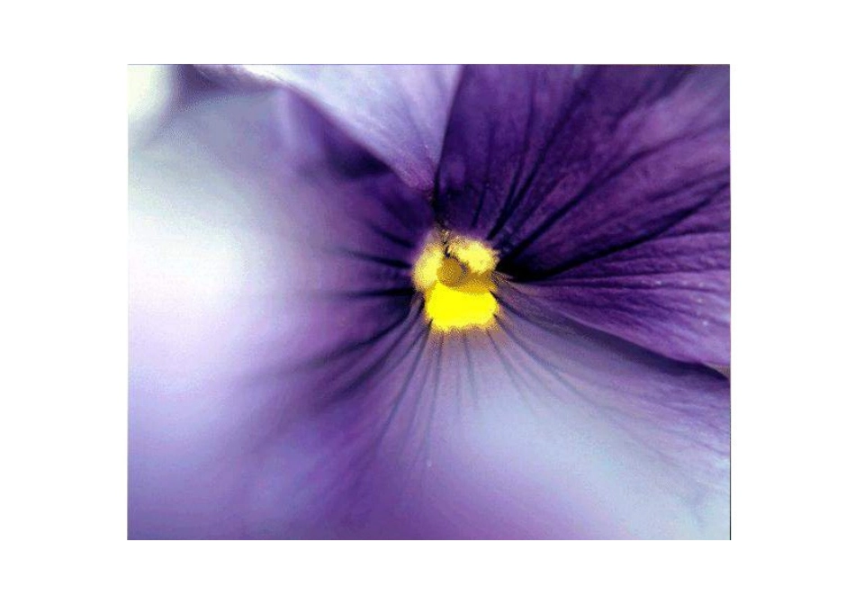 想象的鲜花-参考图片_第3页