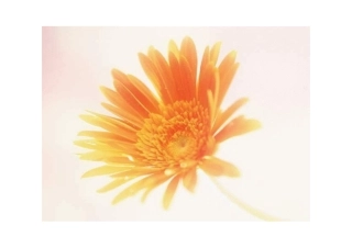 想象的鲜花-参考图片