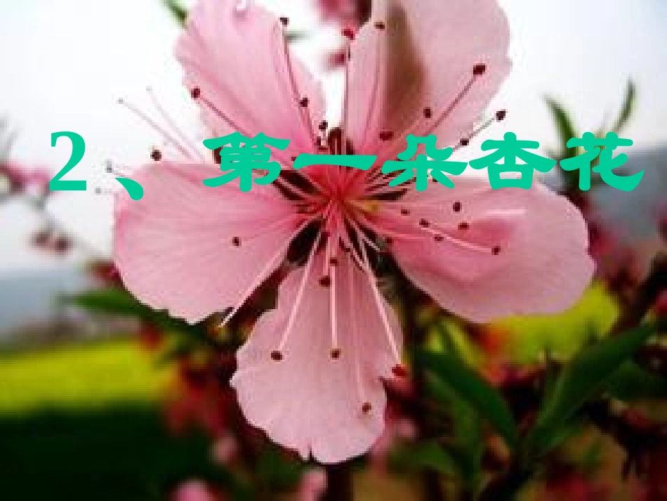 2第一朵杏花-(2)_第1页