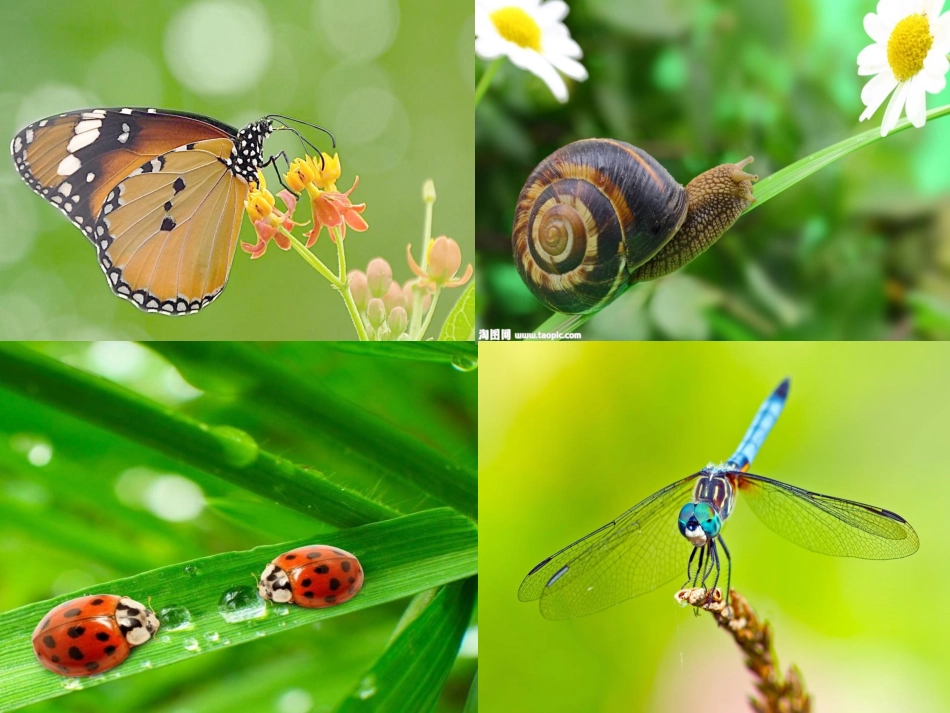 10.我和昆虫-(2)_第3页