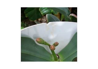 想象的鲜花-课外资料图片