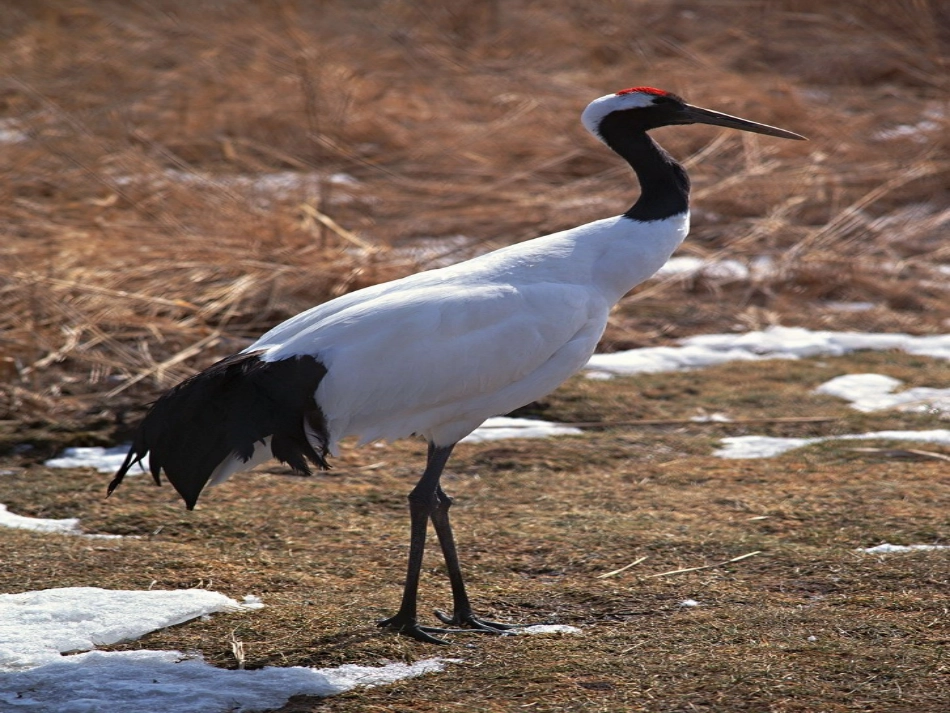 10鸟孩子课件_第2页