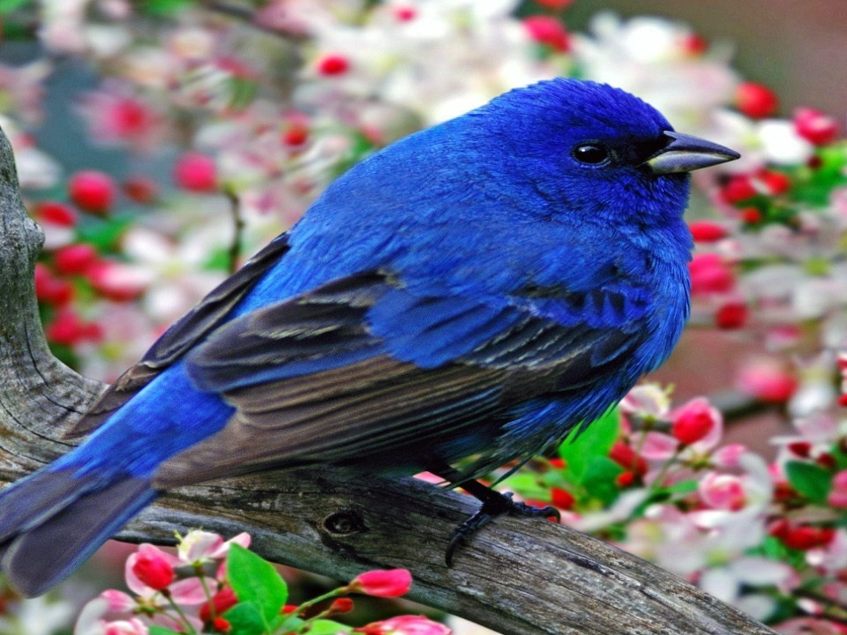 10鸟孩子课件_第3页