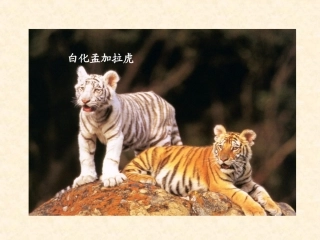 5.2《染色体变异》课件-邱实