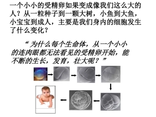 第三节-细胞通过分裂产生新细胞