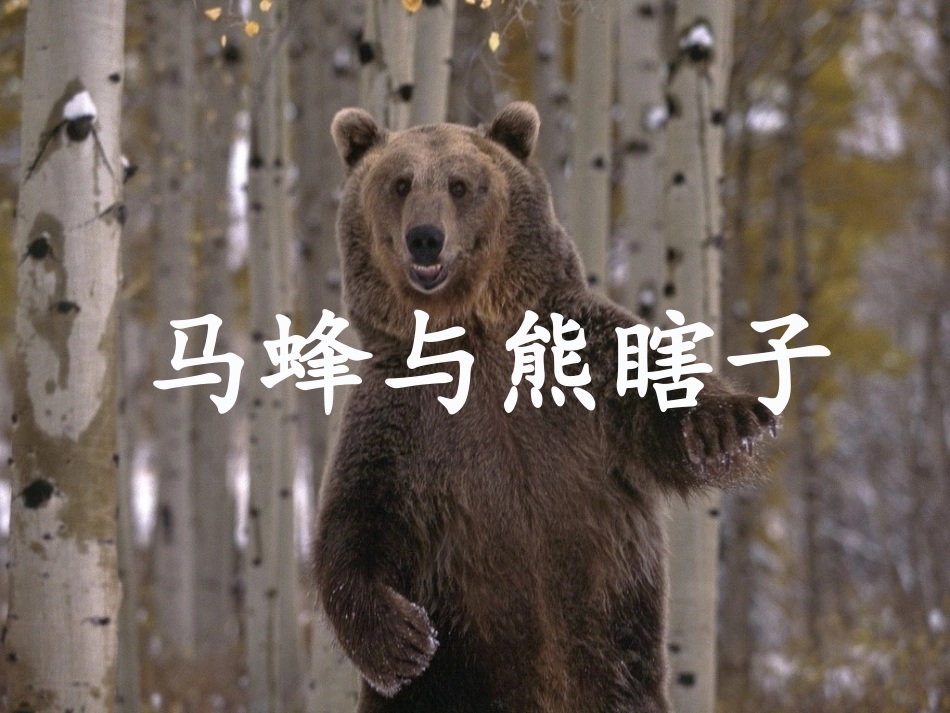 11马蜂与熊瞎子_第1页