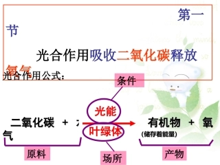 第一节-光合作用吸收二氧化碳释放氧气-课件2