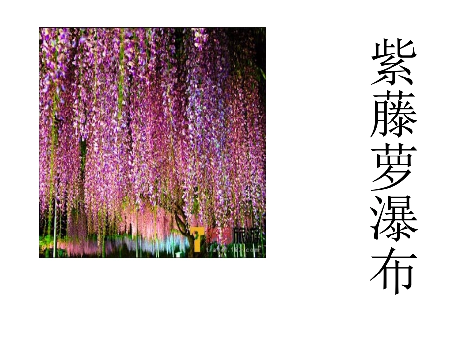 紫藤萝瀑布-(2)_第1页