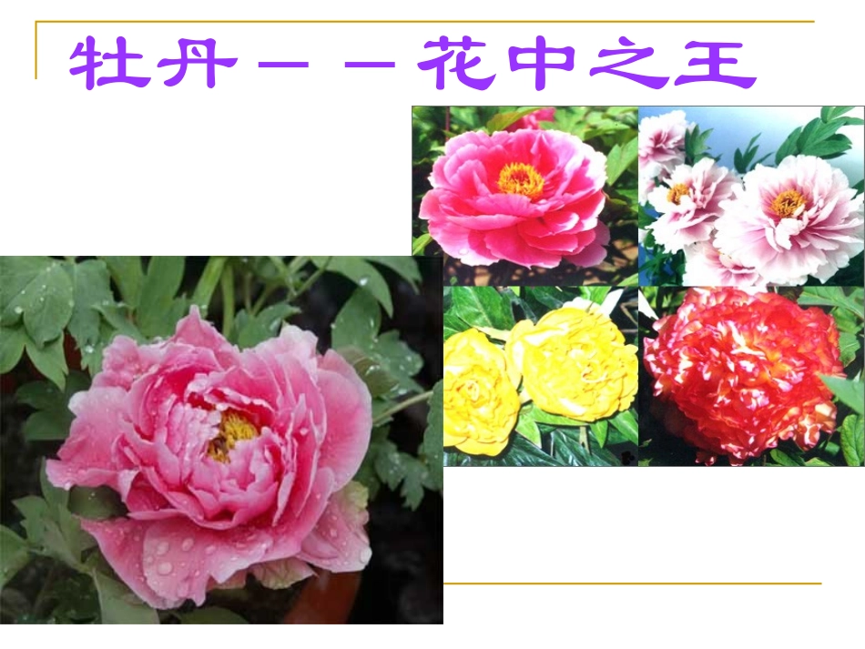 第三节-开花和结果-(3)_第2页