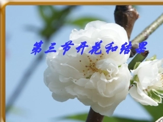 第三节-开花和结果-(3)