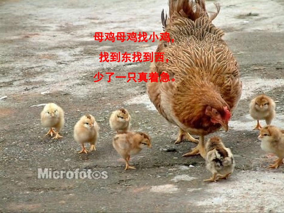 母鸡课件-(2)_第2页